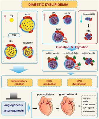 Diabetic dyslipidemia impairs coronary collateral formation: An update